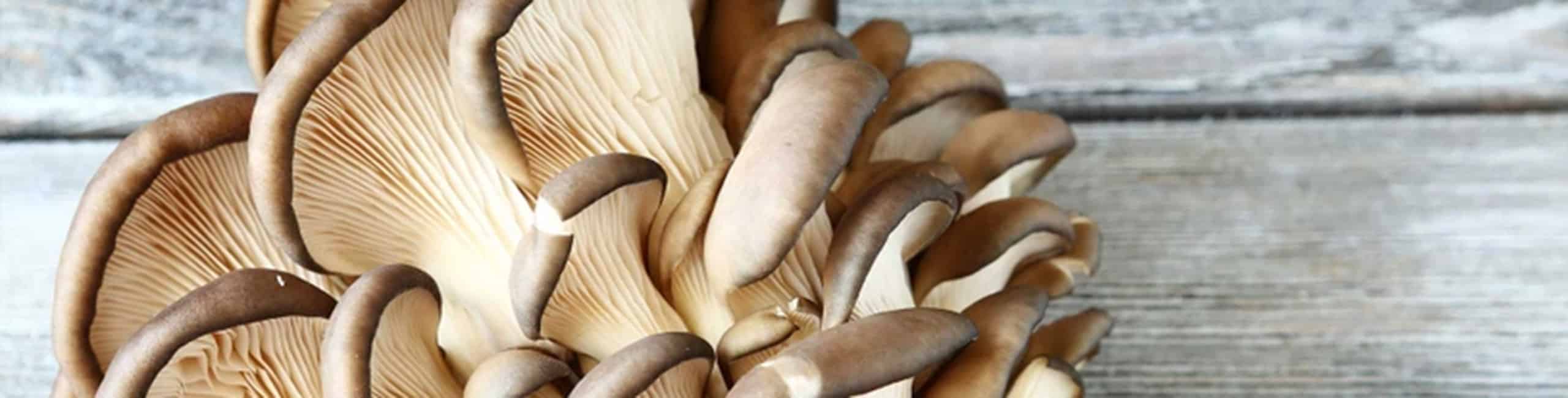 Bükk laskagomba, a Defendyl-Imunoglucan termékek egyik fő összetevője.