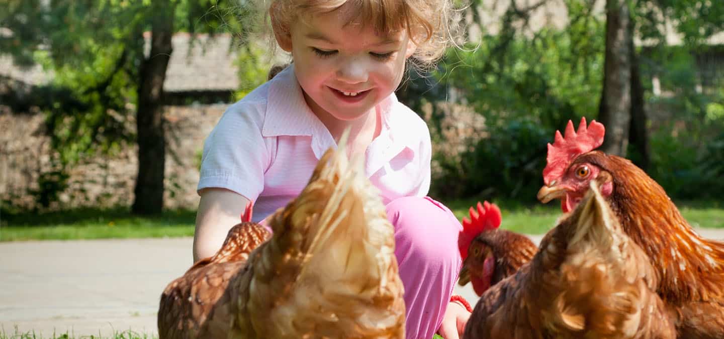 A lány eteti a csirkéket.