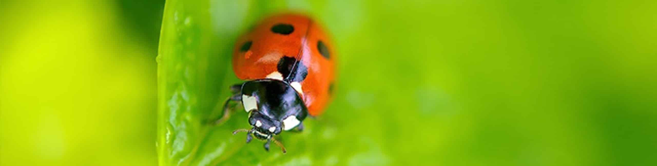 A Ladybug a Defendyl-Imunoglucan P4H termékek védjegye.